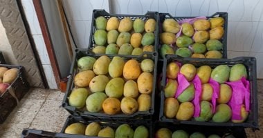 بشاير المانجو فى الأسواق.. خريطة الأسعار وموعد ذروة المحصول