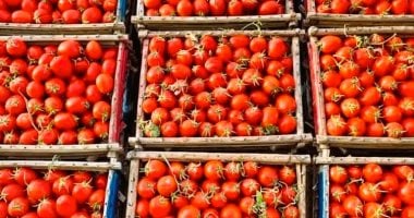 وزارة التموين تطرح الطماطم اليوم بسعر 15 جنيها للكيلو