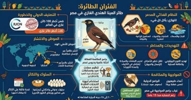 4 مخاطر لطائر المينا الهندي «الفئران الطائرة» فى مصر.. إنفوجراف