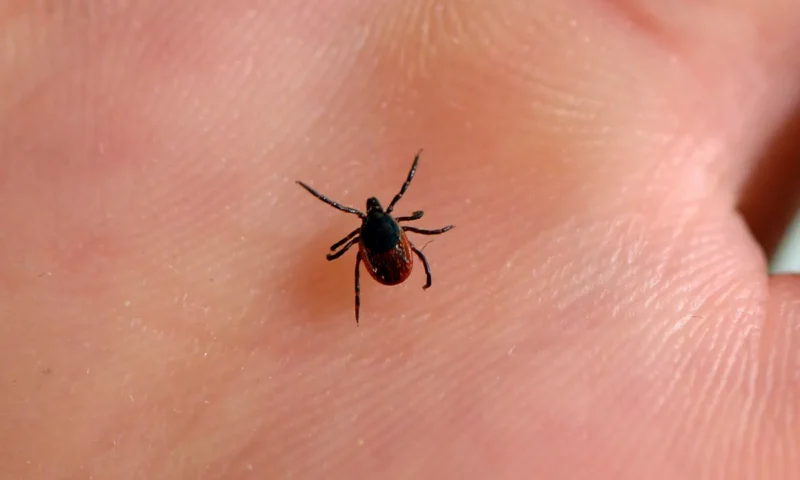 What you should know about ticks in France and how to avoid them