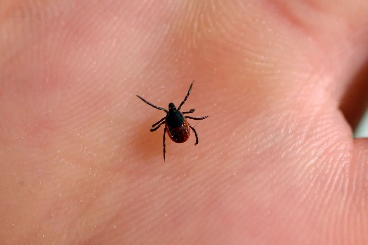What you should know about ticks in France and how to avoid them