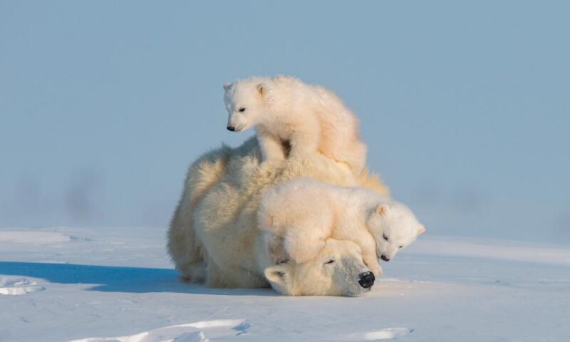 These are the animals people most want to see photographed