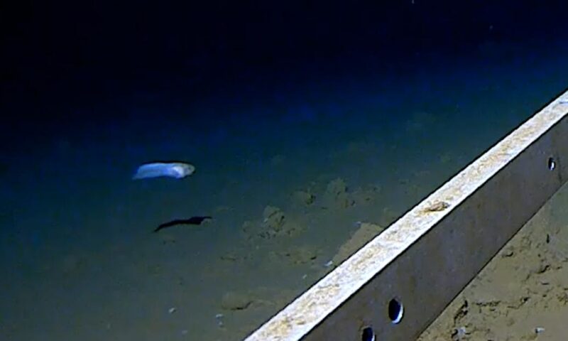 See the world’s deepest fish