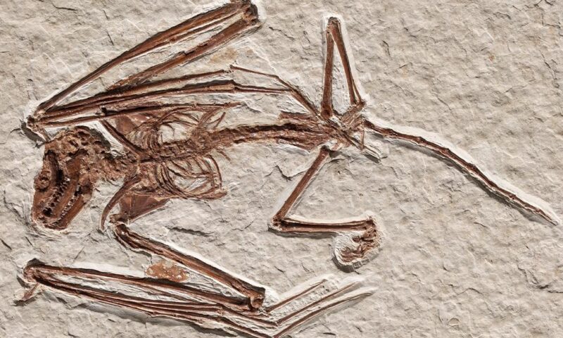 This bat fossil could fill in a piece of the evolutionary puzzle