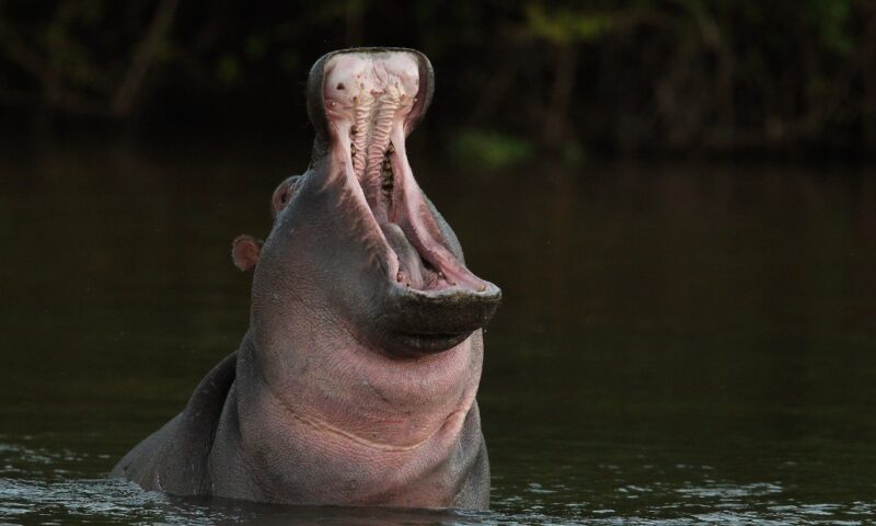 Toddler dead, 23 others missing as hippo capsizes boat in Malawi