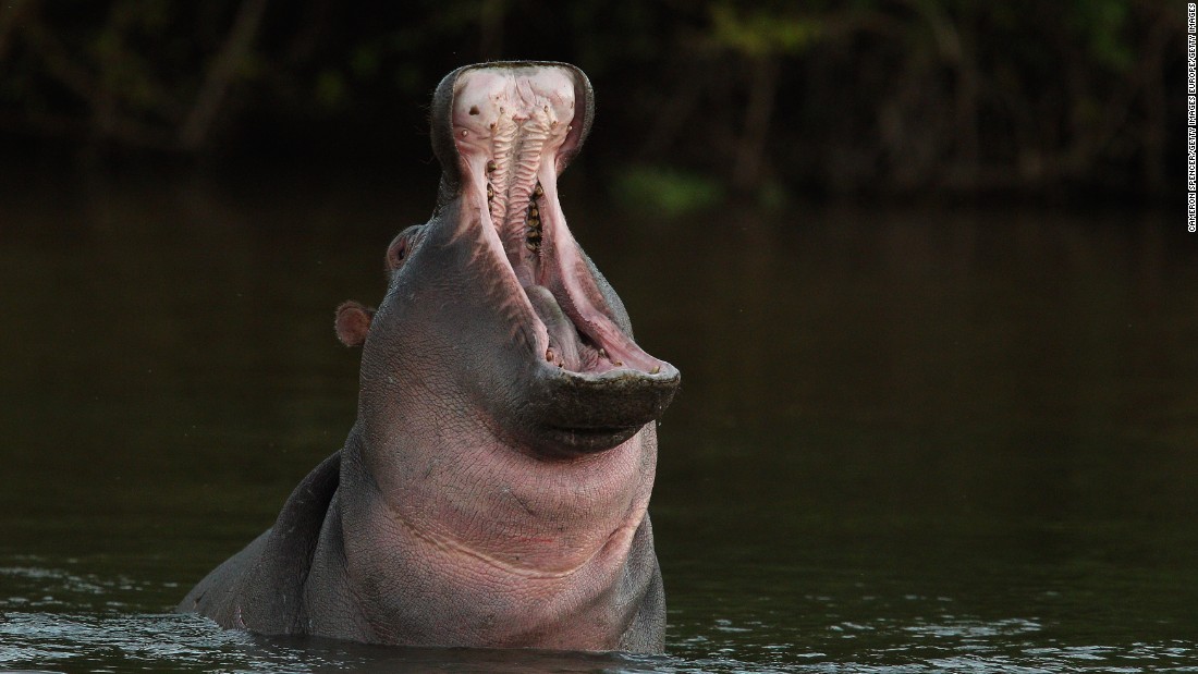 Toddler dead, 23 others missing as hippo capsizes boat in Malawi