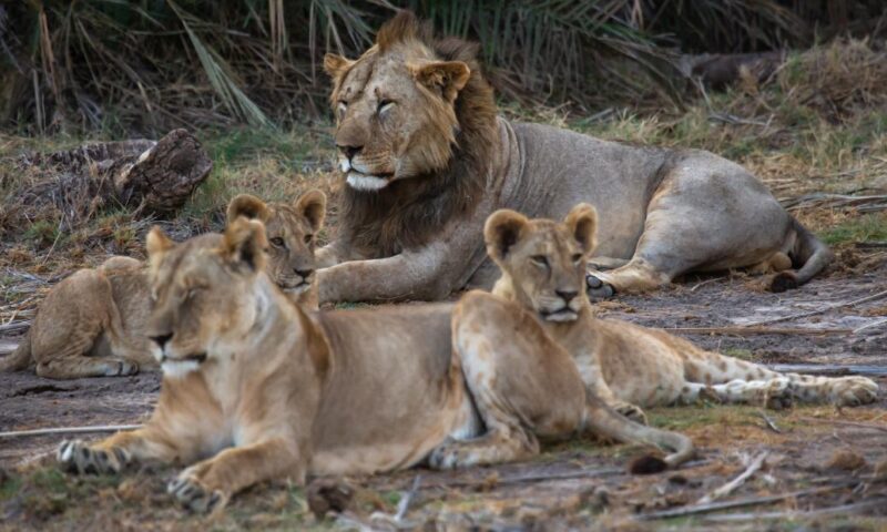 Ten lions killed in Kenya as conflict between humans and wild animals worsens