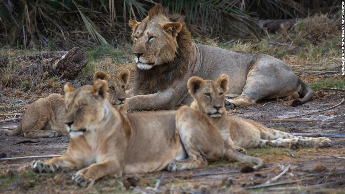 Ten lions killed in Kenya as conflict between humans and wild animals worsens