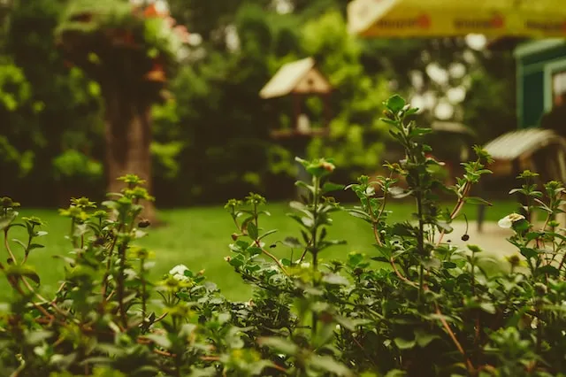 What you can and can’t do in your garden in Switzerland this summer