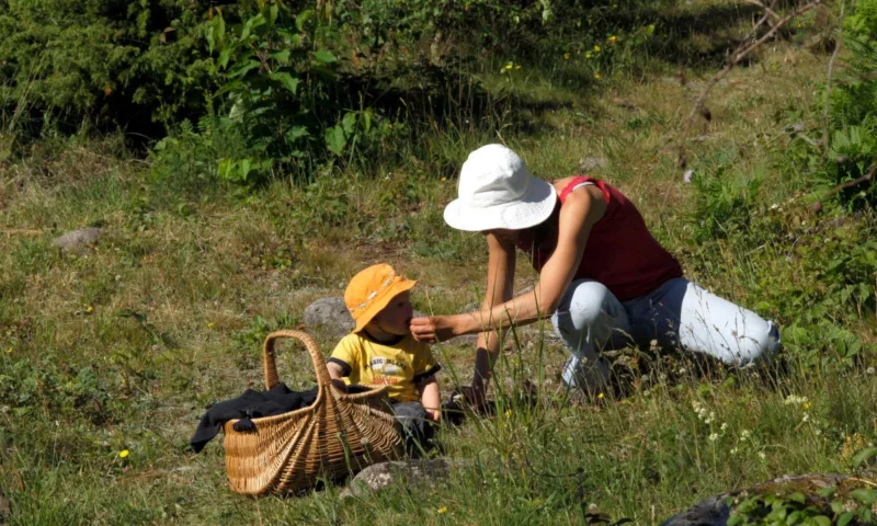 Five berries and flowers you can forage in Sweden this summer