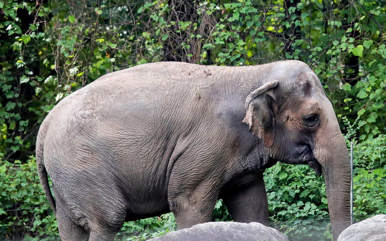 Happy the Elephant Hasn’t Been Seen in Months. What’s Going On?