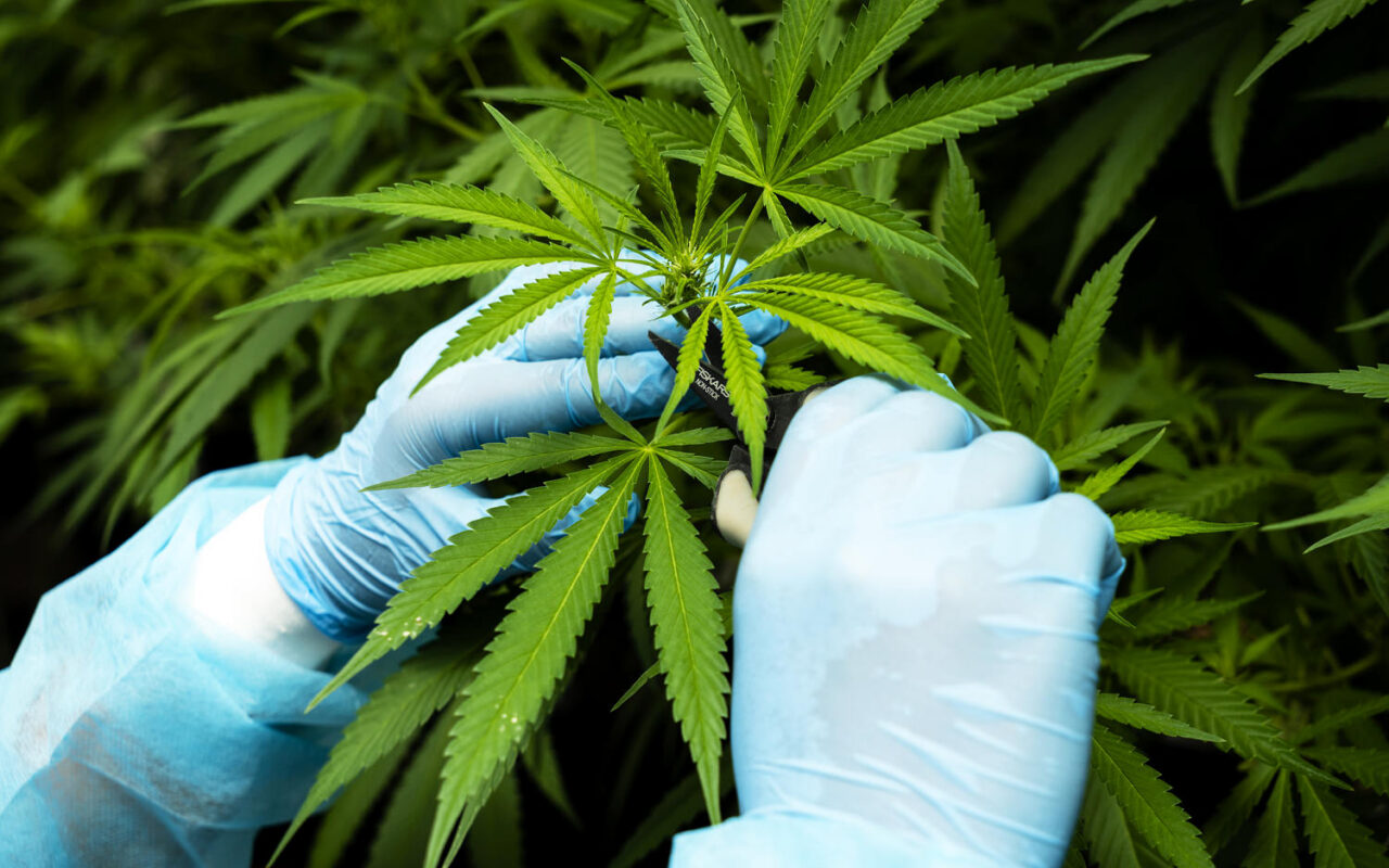Trump administration moves to ease restrictions on medical marijuana