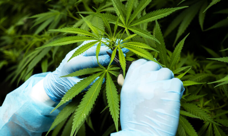 Trump administration moves to ease restrictions on medical marijuana