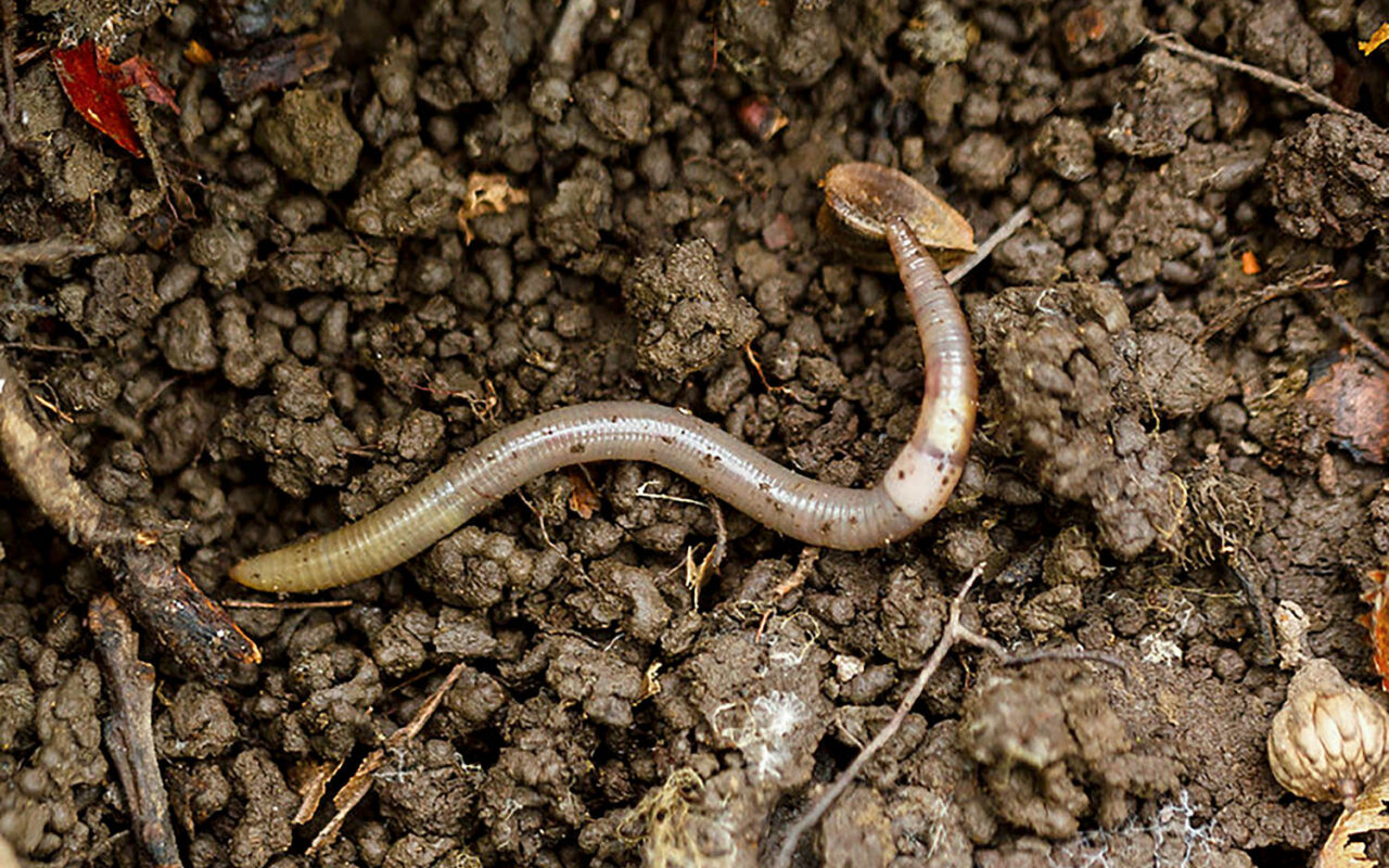 A destructive ‘jumping worm’ is invading Western states, officials warn
