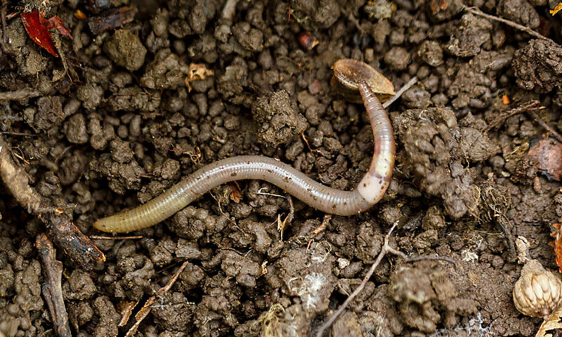 A destructive ‘jumping worm’ is invading Western states, officials warn