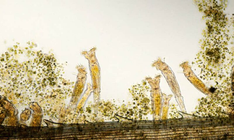 Scientists revive ancient 24,000-year-old ‘zombie worm’ from Arctic ice — then it reproduced