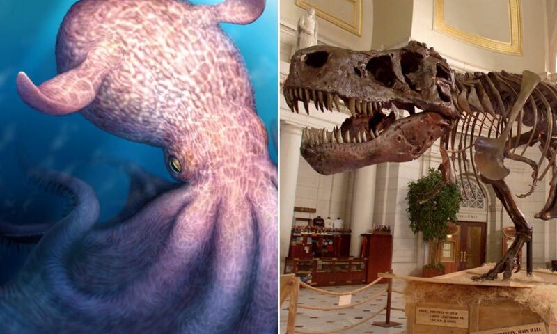 ‘Gigantic’ ancient octopus used jaws to crush prey and hunted alongside the dinosaurs 100M years ago: study
