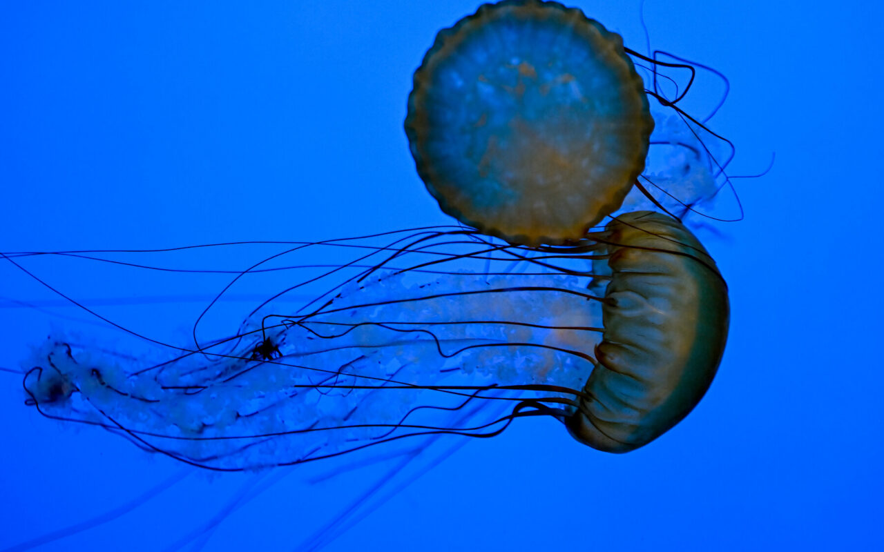 How to Stay Safe Around Jellyfish This Beach Season