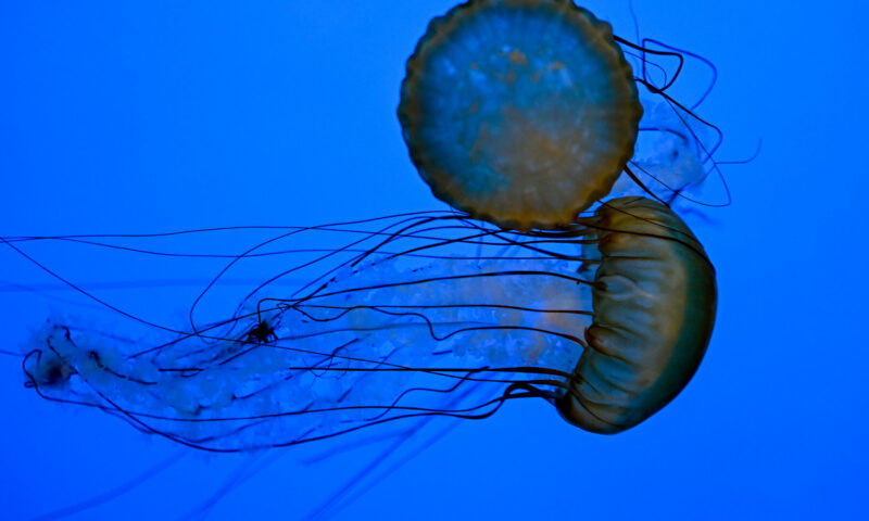 How to Stay Safe Around Jellyfish This Beach Season