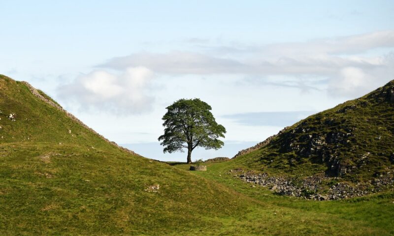 National Trust announces winner of Sycamore Gap artwork competition with ambitious ‘soundscape’ set to go on display