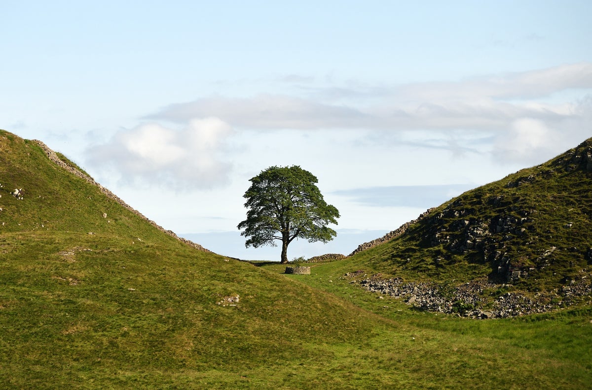 National Trust announces winner of Sycamore Gap artwork competition with ambitious ‘soundscape’ set to go on display