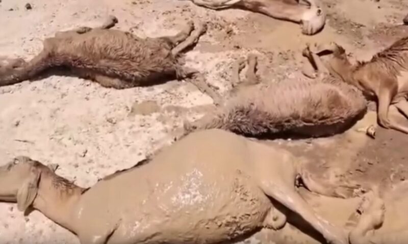 كارثة بيئية في السودان.. “أحواض السيانيد” تقتل قطيعاً كاملاً من الضأن