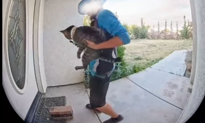 Shocking doorcam video shows the moment Amazon driver takes pet cat – leaving family in ‘utter disbelief’