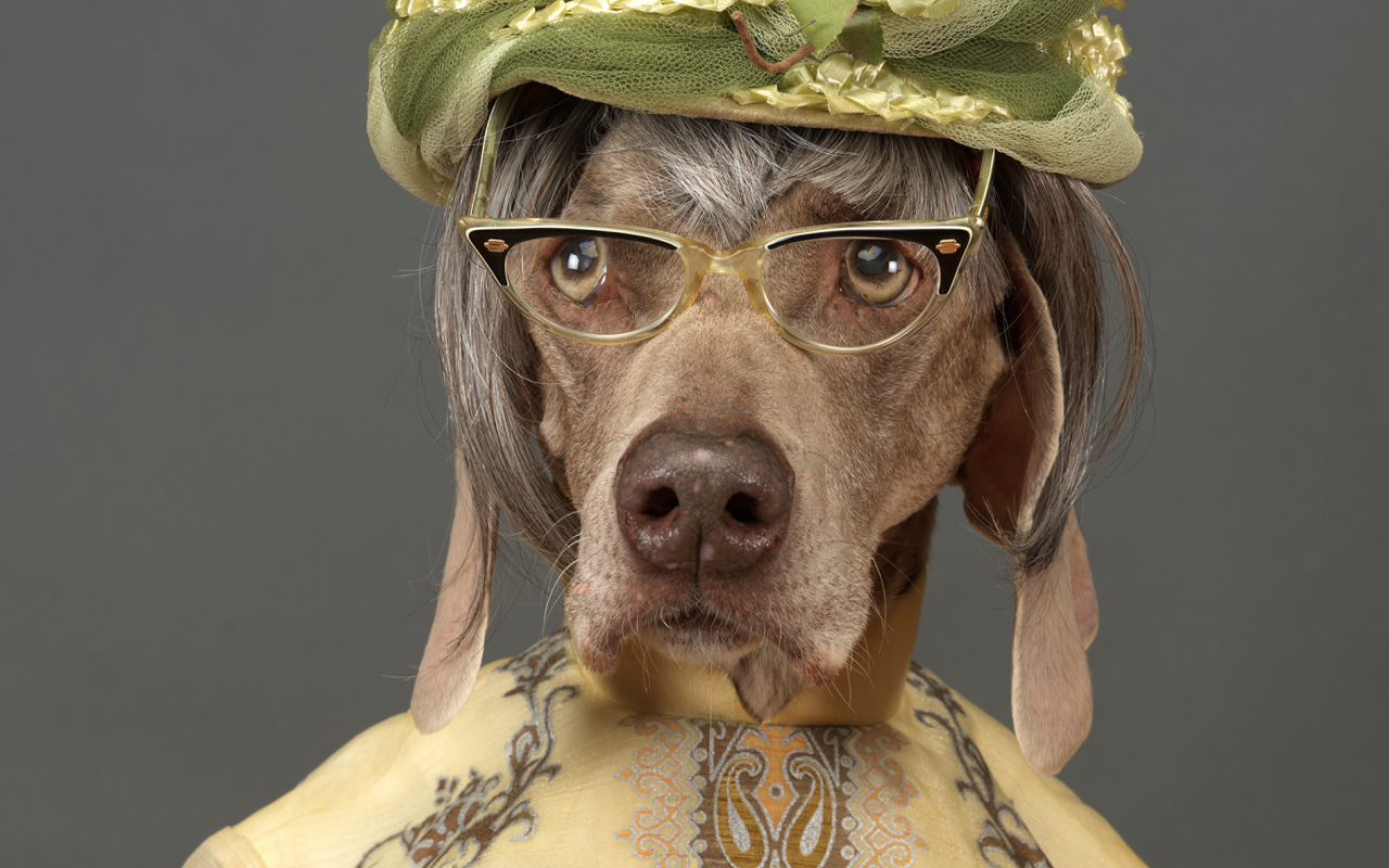 What if You Could Give Your Dog a Longer Life?