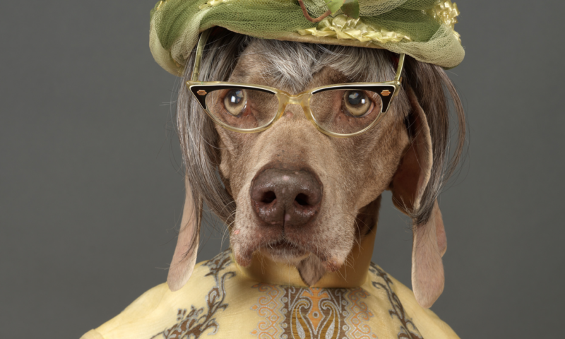 What if You Could Give Your Dog a Longer Life?