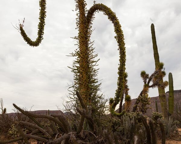 15 plants that are stranger than any science fiction