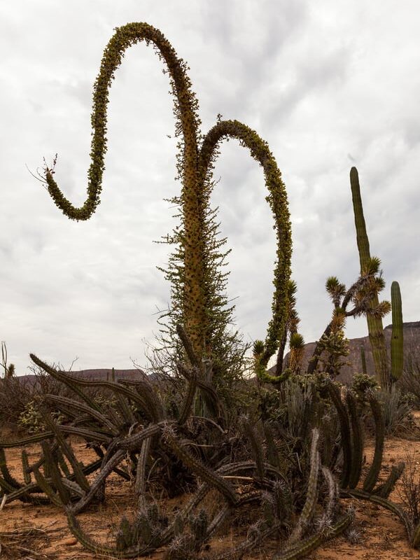 15 plants that are stranger than any science fiction