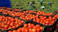 رابطة تجار الخضراوات: أسعار الطماطم بدأت في التراجع وستهبط لـ30 جنيه