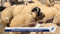ما أفضل وقت لذبح الأضحية؟.. الإفتاء توضح الحكم الشرعي