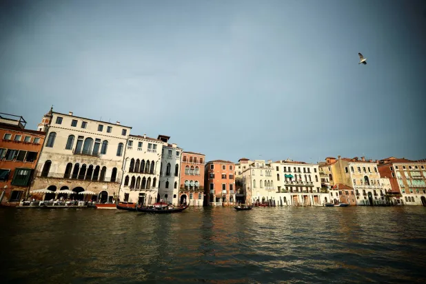Venice’s Growing Flamingo Population Finds Refuge in Recovering Wetlands