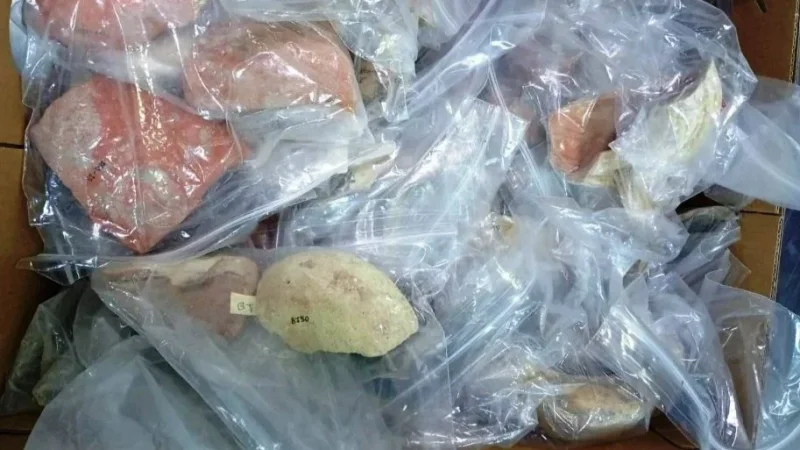 تونس تسترجع أكثر من 200 قطعة أثرية من كندا