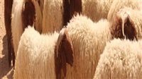 4 عيوب تمنع صحة الأضحية شرعًا