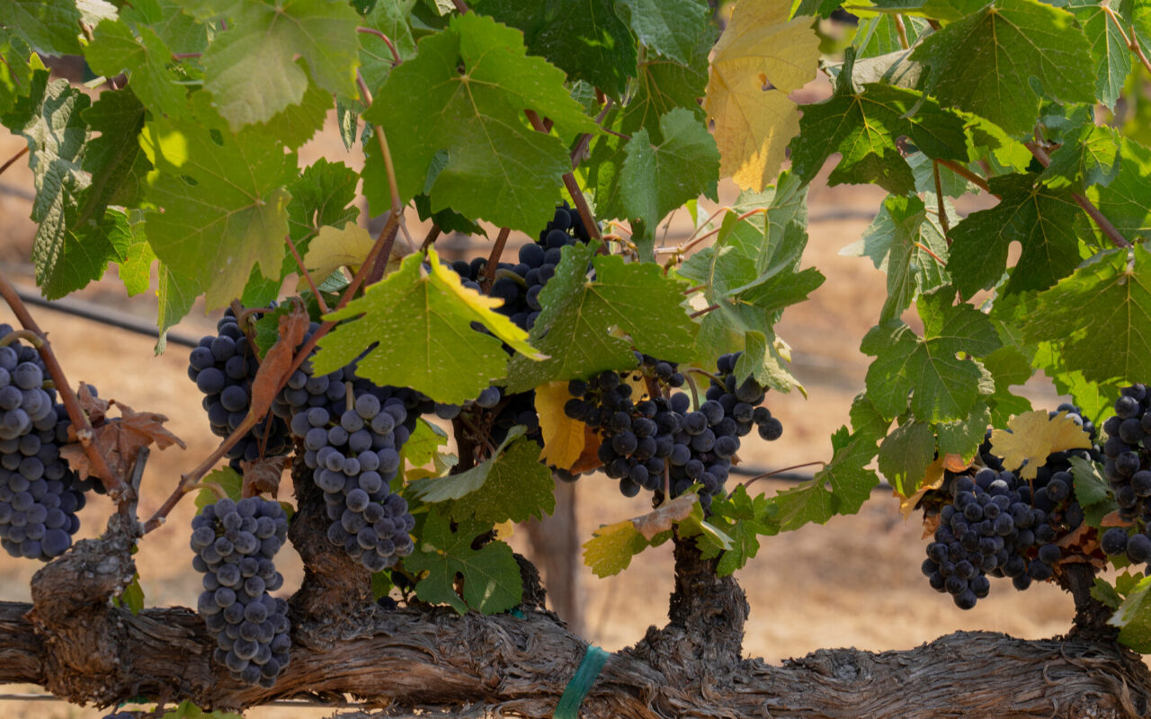 Celebrating 50 Years of Great American Wines