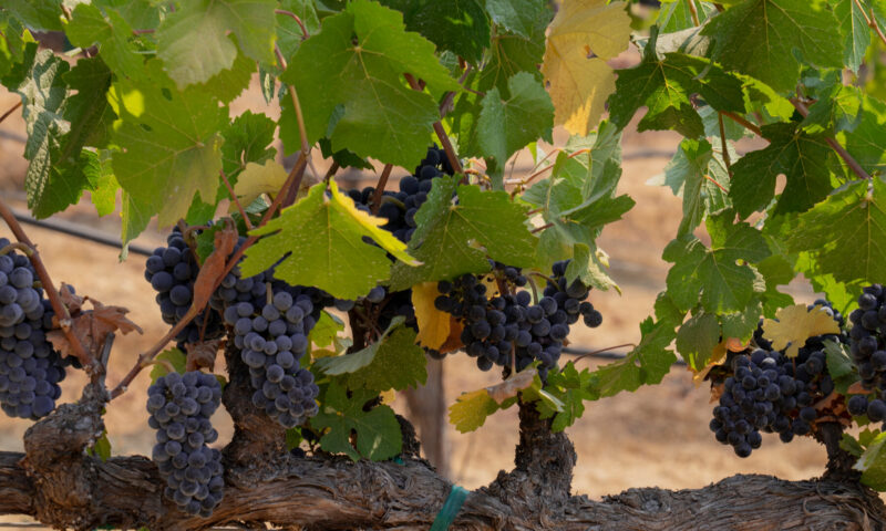 Celebrating 50 Years of Great American Wines
