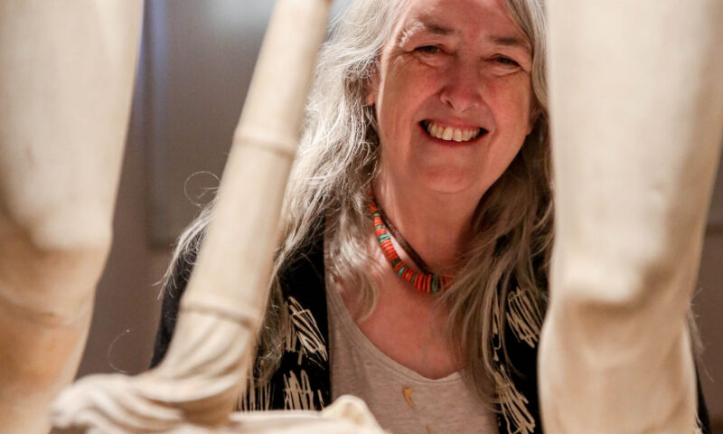 Book Review: ‘Talking Classics,’ by Mary Beard