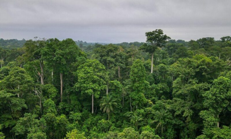Ghana to host landmark global supply chain summit as EU deforestation deadline looms