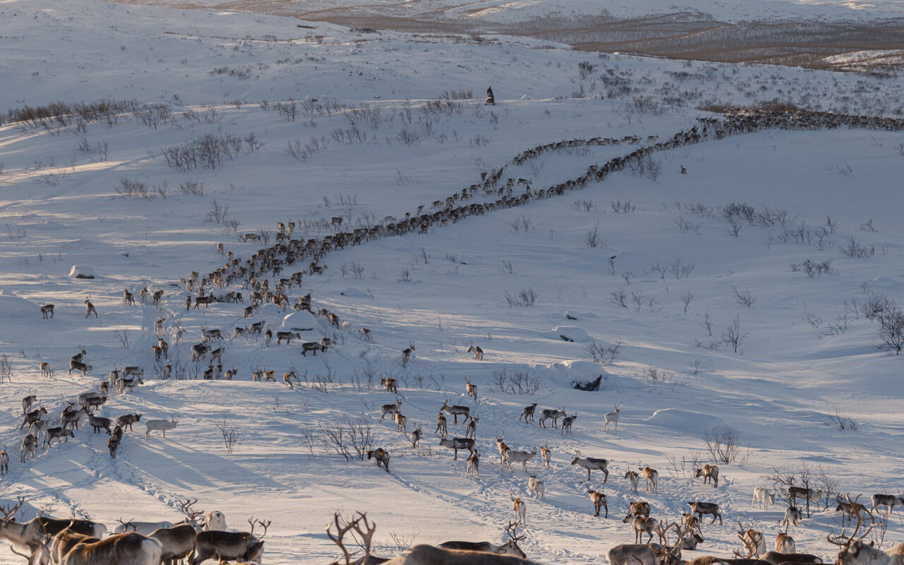 Europe’s Green-Energy Future Has a Reindeer Problem