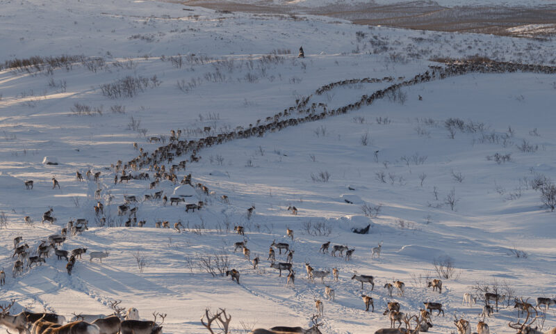 Europe’s Green-Energy Future Has a Reindeer Problem
