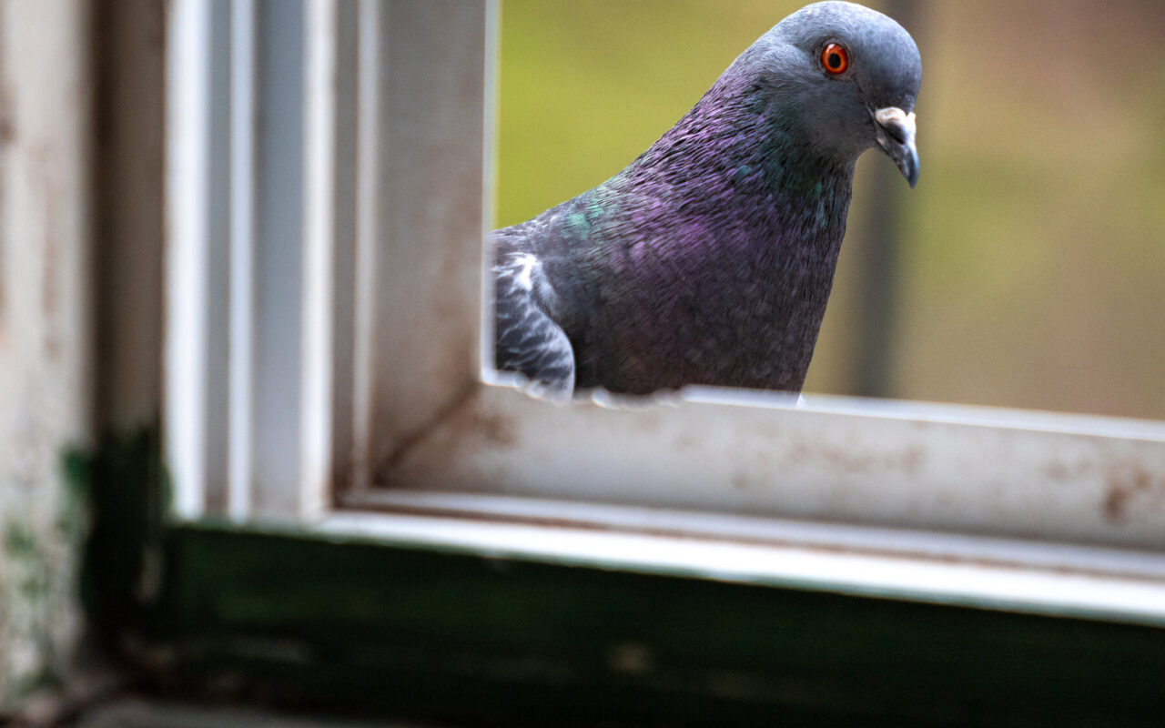 Pigeons and People Have Been Frenemies for Longer Than You Think