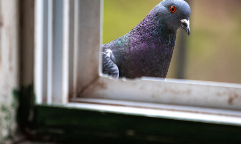 Pigeons and People Have Been Frenemies for Longer Than You Think