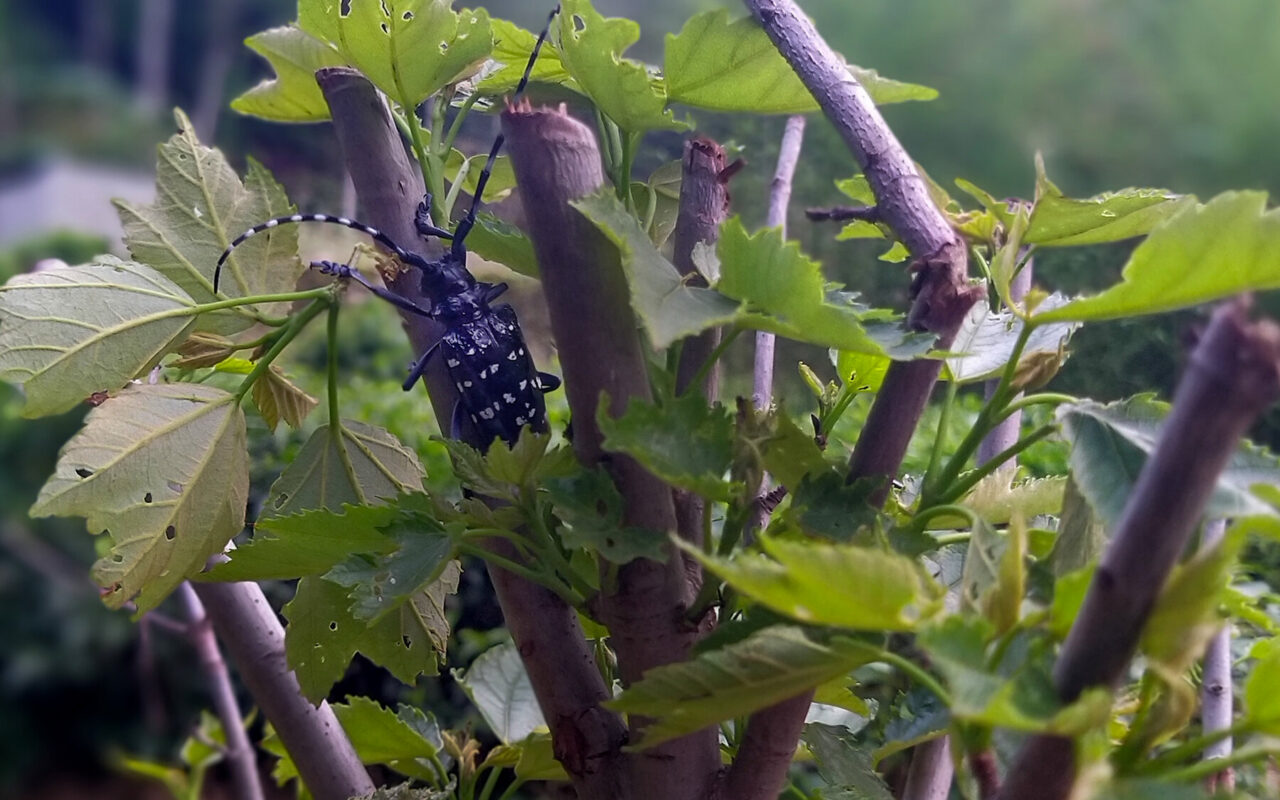How ‘Sentinel Gardens’ Help Spot Dangerous Bugs Abroad