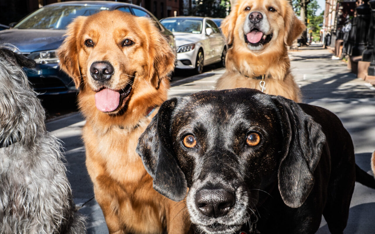 Digging Deep Into Dog Poop Data: Which Neighborhood Is the Worst?