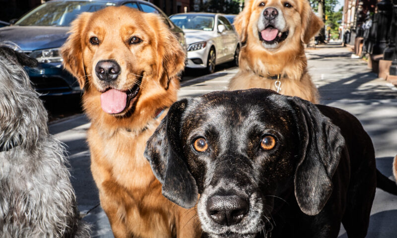 Digging Deep Into Dog Poop Data: Which Neighborhood Is the Worst?