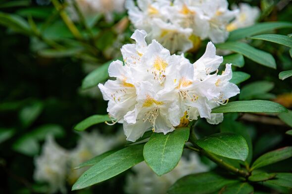 You’re pruning rhododendrons wrong – simple tweak will help flowers to multiply
