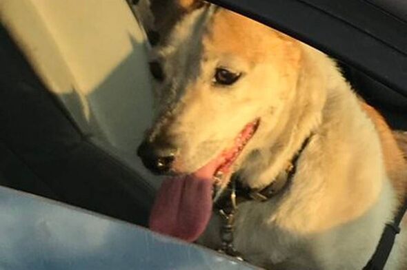 Your legal rights to smash a window for a dog in a hot car