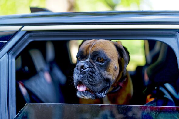 One in six owners have risked their dog’s life by leaving them in a car